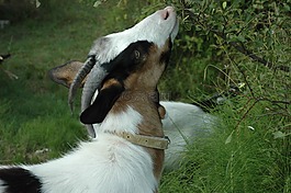 山羊,動物,性質