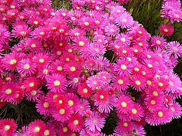 matsubagiku,鮮花,紅色
