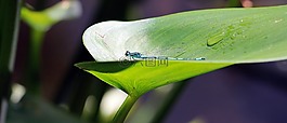 蜻蜓,昆蟲,生物