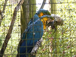 鸚鵡,encaged,動(dòng)物園
