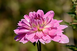 嬌琴紗,秋花開花,花
