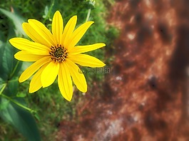 花,黃色,花園