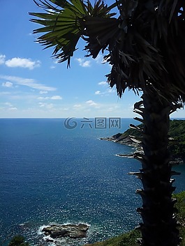 泰國,樹,椰子樹