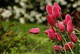 郁金香,花園,花卉
