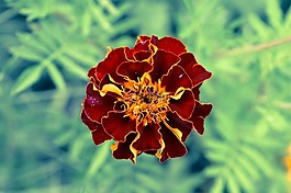 萬壽菊,花,勃艮第