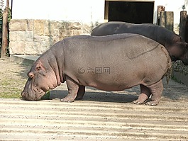 河馬,動(dòng)物園,布達(dá)佩斯