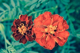 萬壽菊,花,勃艮第