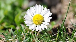 鵝花,雛菊,白