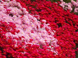 matsubagiku,鮮花,紅色