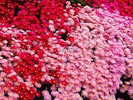 matsubagiku,鮮花,紅色