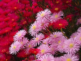 matsubagiku,鮮花,紅色