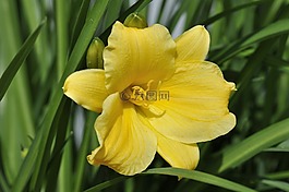 黄花菜,花,厂