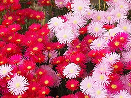 matsubagiku,鮮花,紅色
