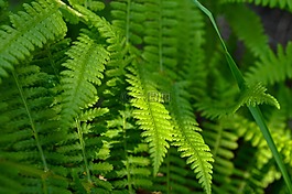 蕨類植物,綠色,自然