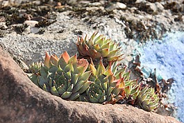 石头植物,houseleek,厂