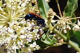 黃蜂,花,昆蟲