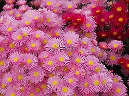 matsubagiku,鮮花,紅色