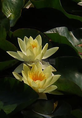 水中百合,性質(zhì),夏季