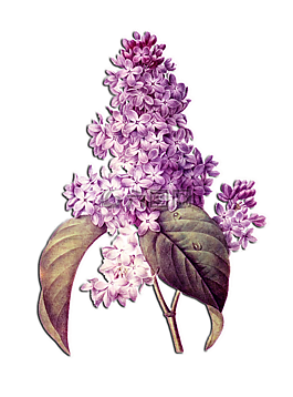 花的,花,紙