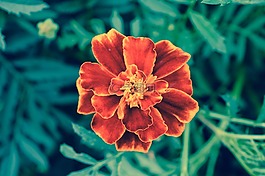 萬壽菊,花,勃艮第