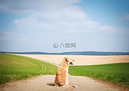 狗,金毛獵犬,寵物