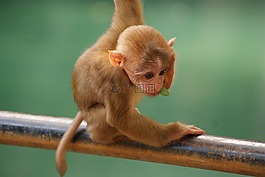 猴子,嬰兒,動物