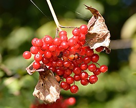 秋季,水果,漿果