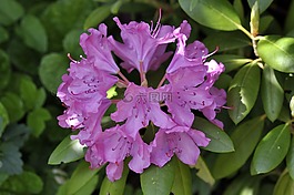 杜鵑,廠,開花