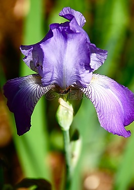 紫色,鳶尾花,花