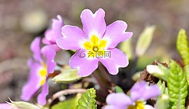 潘茜,粉紅色,花