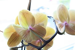 蘭花,花,開花