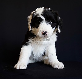 小狗,牧羊犬,可愛(ài)