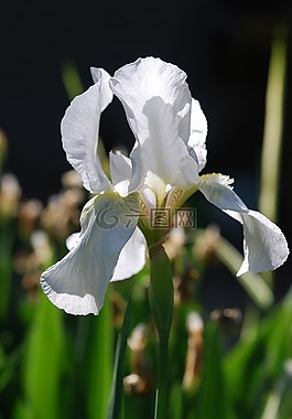 鳶尾花,白,花