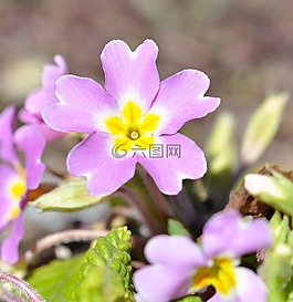 潘茜,粉紅色,花