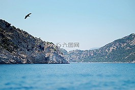 海,鳥,性質(zhì)