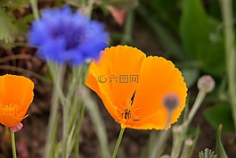 罌粟,矢車菊,黃金罌粟