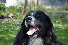 bernese 山狗,狗,黑与白