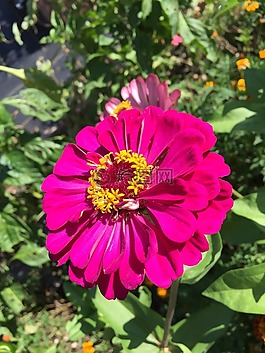 花,紫紅色,盛開