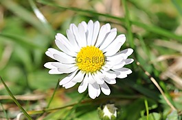 雛菊,白,草