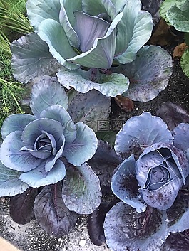 卷心菜,紫色,食品