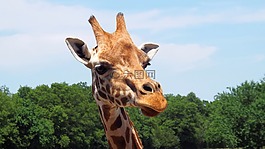 長(zhǎng)頸鹿,動(dòng)物園,動(dòng)物