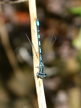 蜻蜓,藍蜻蜓,干