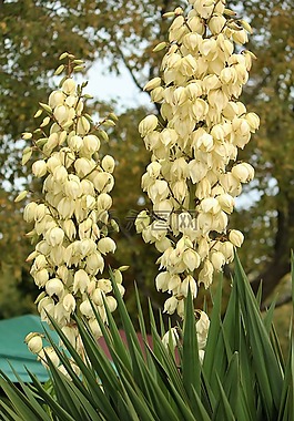 棕櫚樹,開花,異國情調