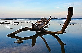 樹,墮落,海灘