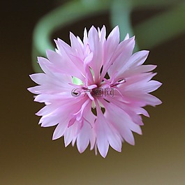 開花,宏,粉紅色