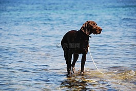 狗,海,水