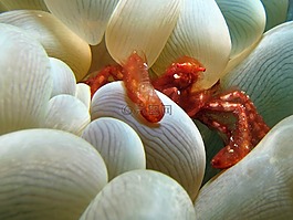 蟹,水下,動物群
