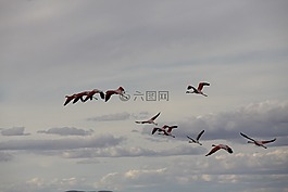 鳥,火烈鳥,飛