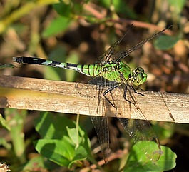 蜻蜓,pondhawk,pondhawk蜻蜓