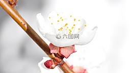 杏花,開花,科